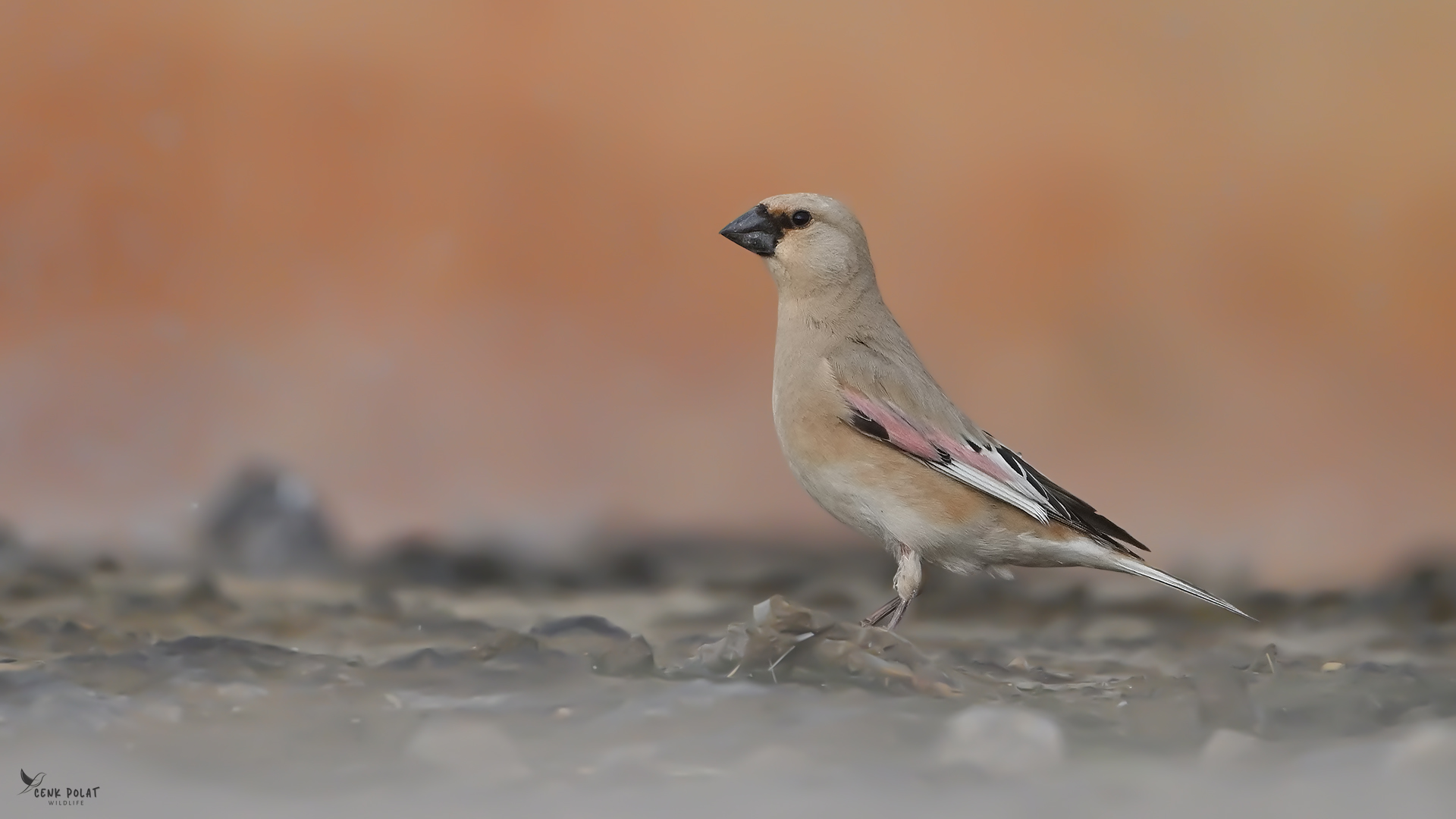 Desert Finch